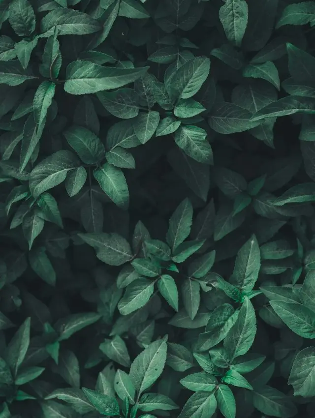 Environmental Law & DoE Clearances